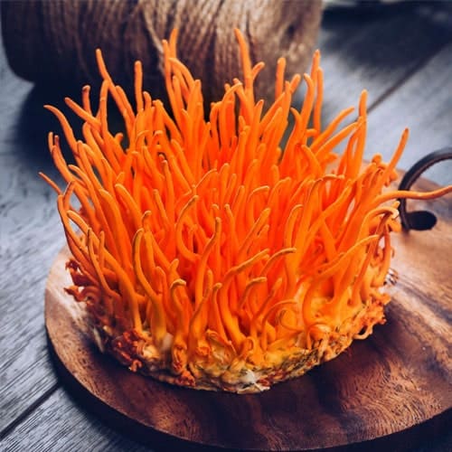 Nấm-đông-trùng-hạ-thảo-min 3